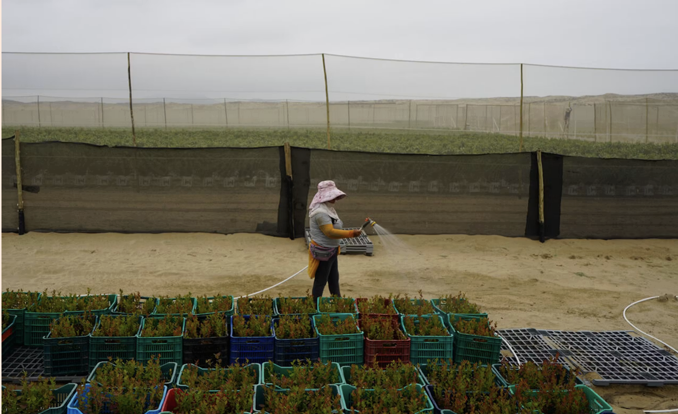 'Natuurlijke serre' aan de kust maakt Peru tot het walhalla voor de blauwe bes